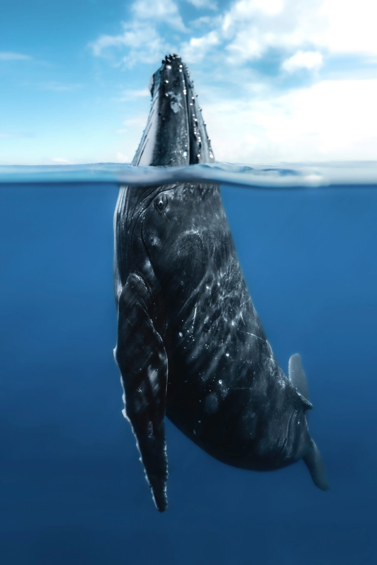 a photograph of a humpback whale's large mouth surfaces above the ocean