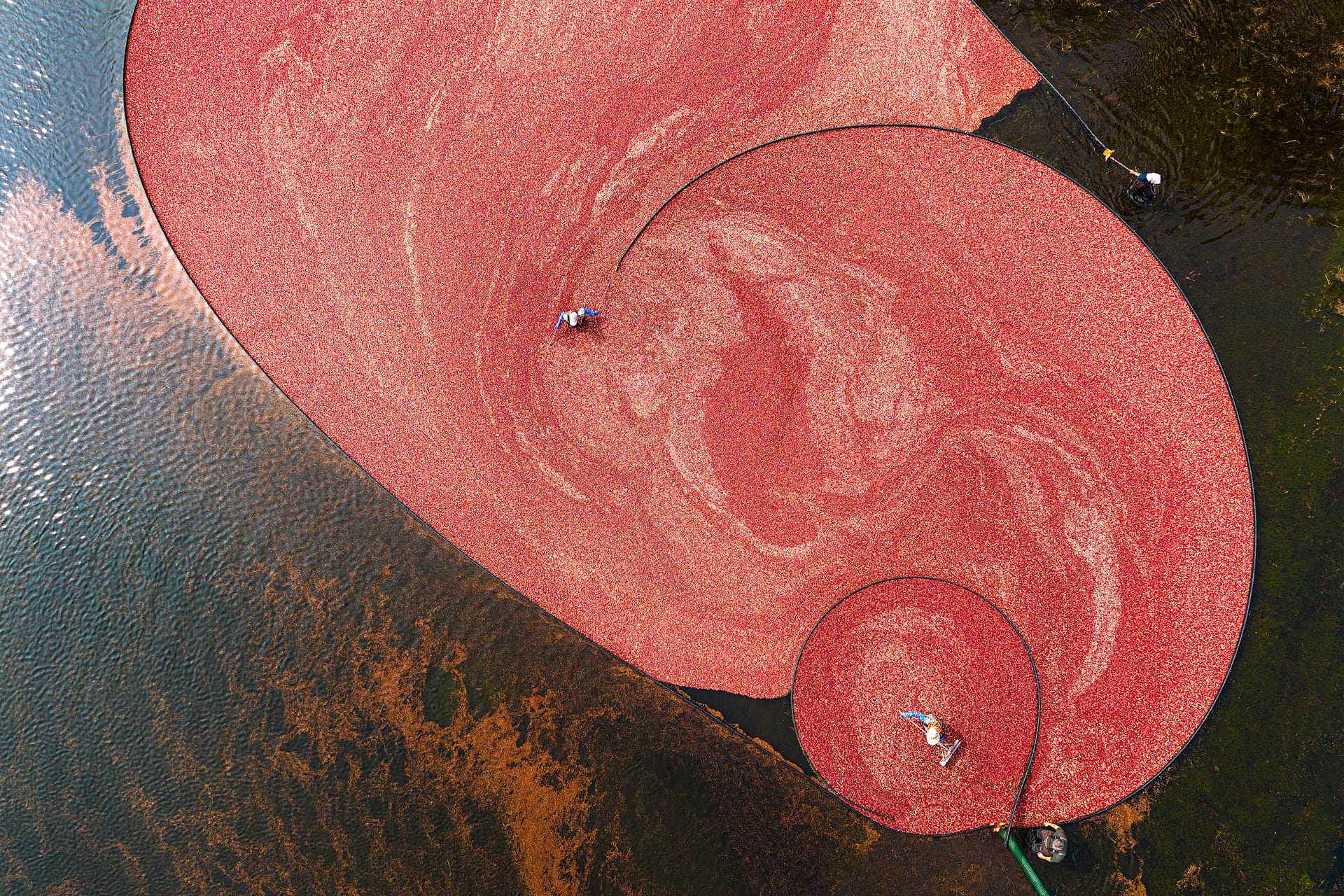 a swirl of pink and red in a field with two people standing in the midst