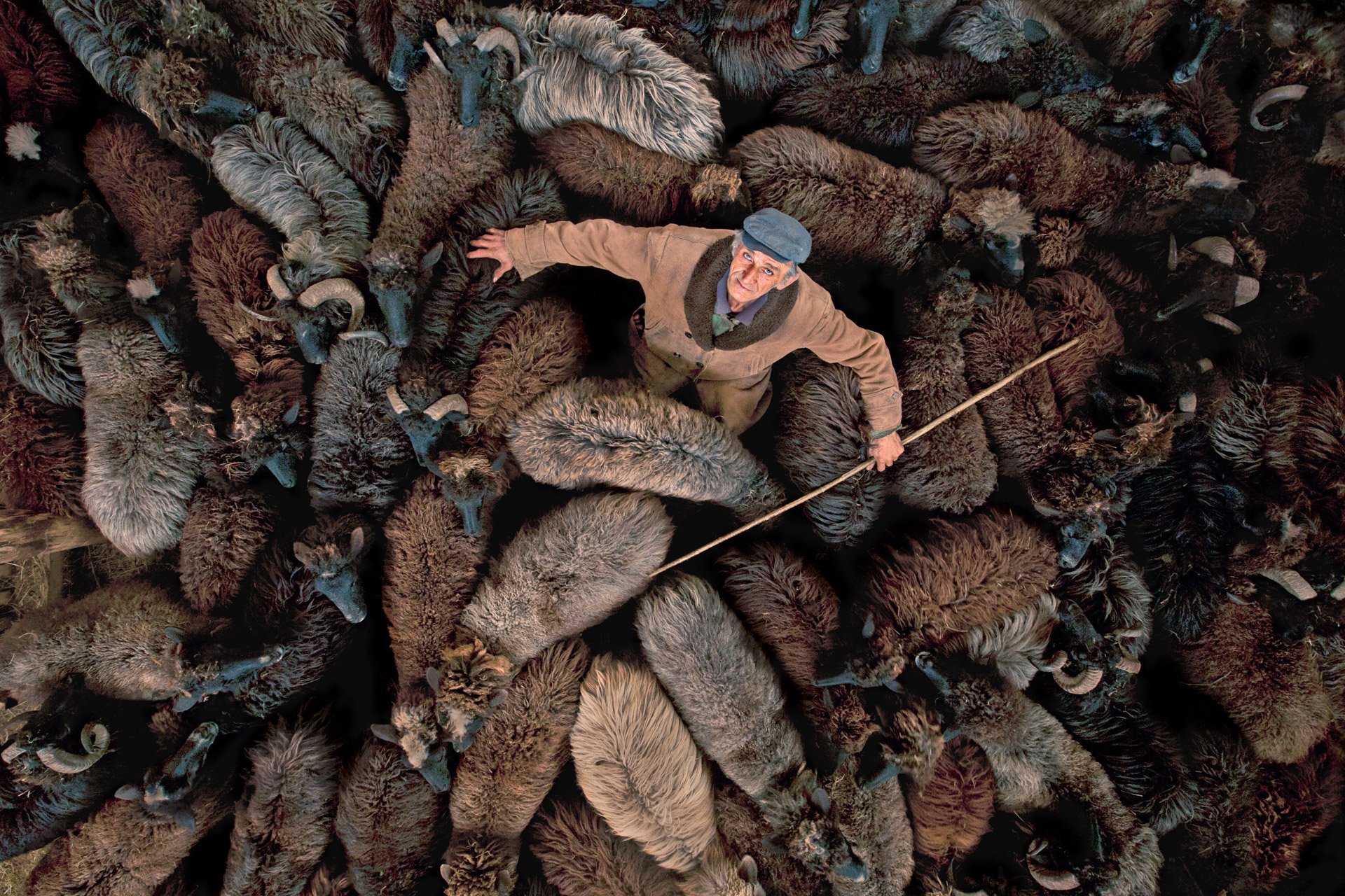 a shepherd in a brown coat and gray hat puts his arms across a flock of brown sheep that fill the entirety of the frame