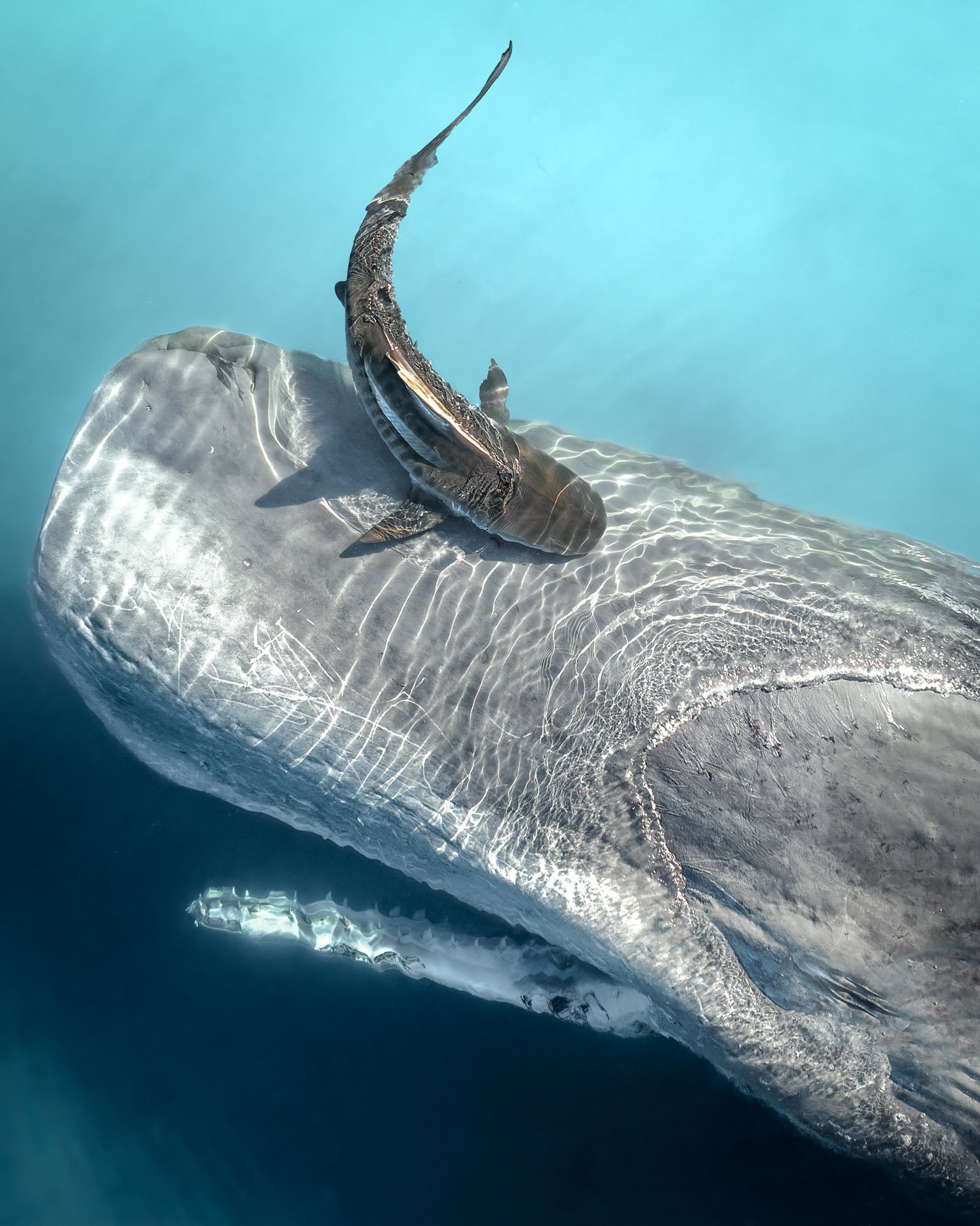 a smaller shark approaches a massive whale in the ocean