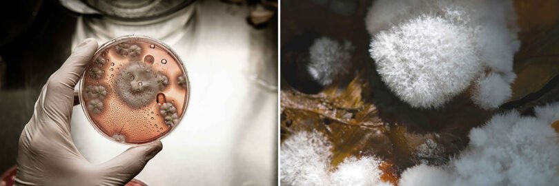 A gloved hand holds a petri dish with mold cultures on the left, and a close-up of mold growing on organic material on the right—reminiscent of how MushLume Lighting harnesses nature's beauty.