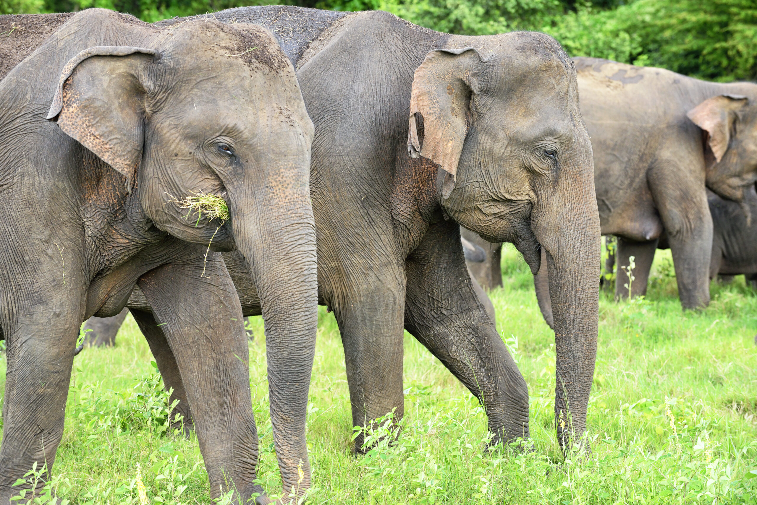 A group of elephants grazing at Minneriya National Park, Sri Lanka. A group of elephants grazing at Minneriya National Park, Sri Lanka.