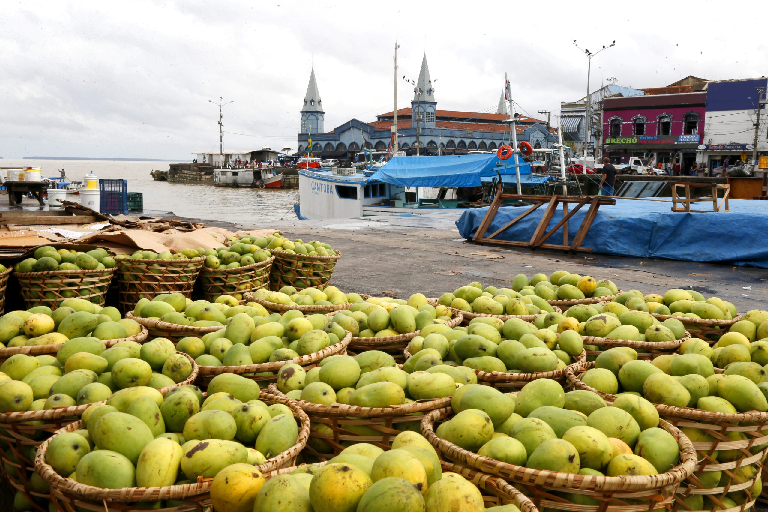  Baskets with mangoes (Mangifera indica) exposed for sale at a traditional market in Brazil. 
